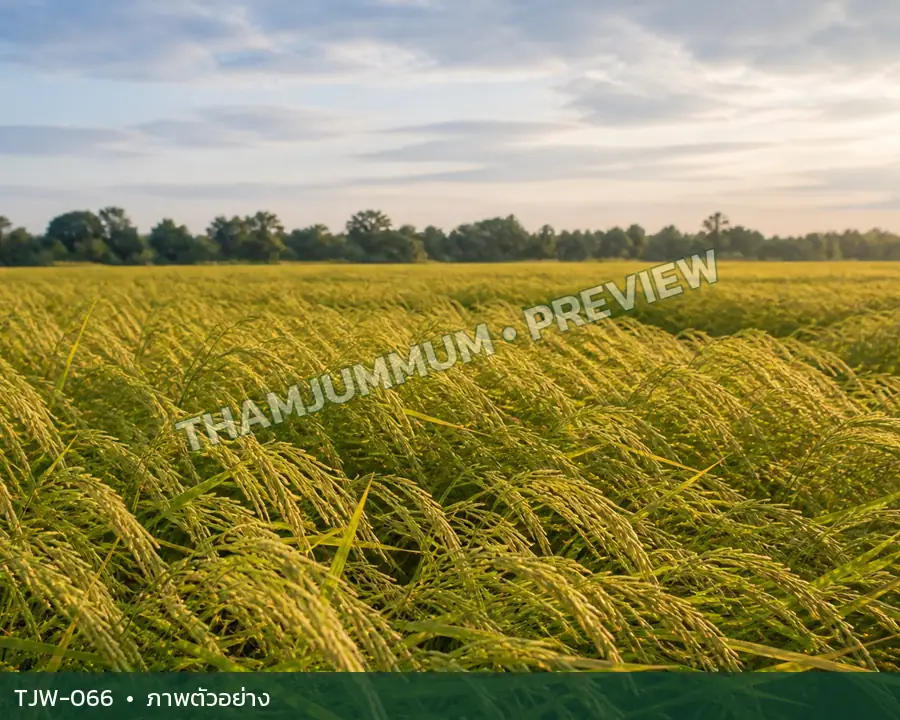TJW-066 ภาพวิถีธรรมชาติ